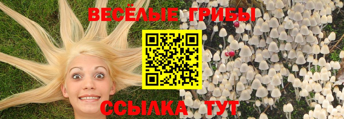Псилоцибиновые грибы Psilocybe  Вход с VPN  купить закладку  Галлюциногенные грибы ЛСД  Камышин 